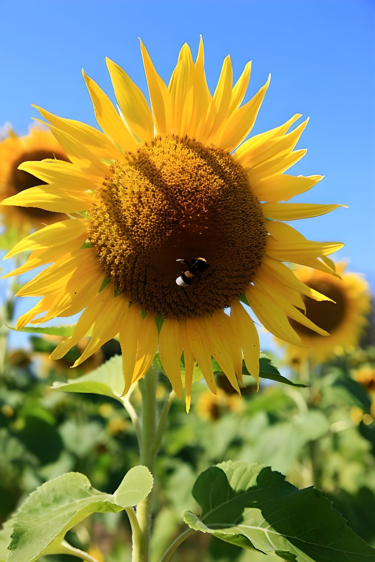 PDGIT2177241: Girasole con bombo al sole