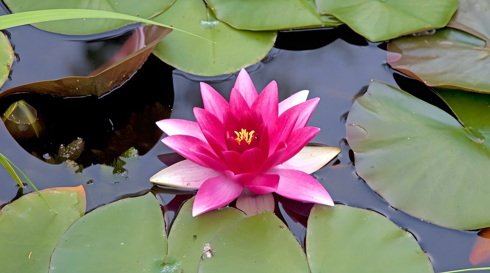 PDGIT9762919: Ninfea rosa tra foglie e acqua scura