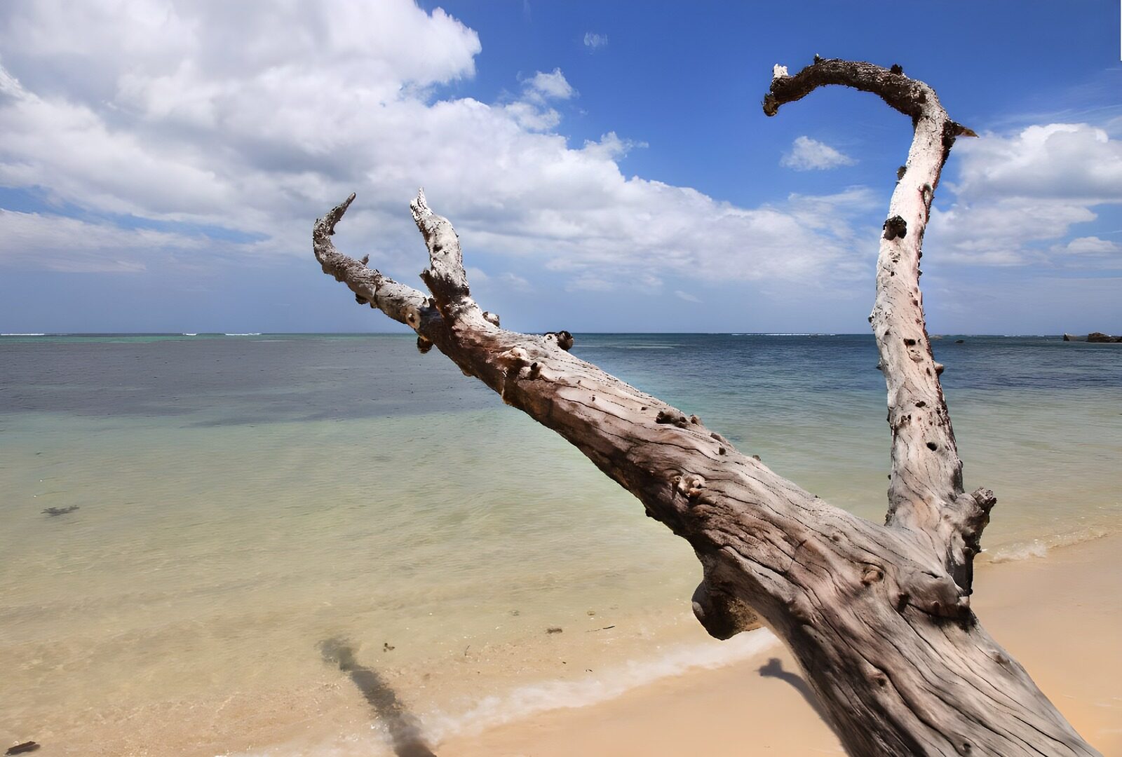 PDGIT3291286: Tronco sulla spiaggia, mare calmo