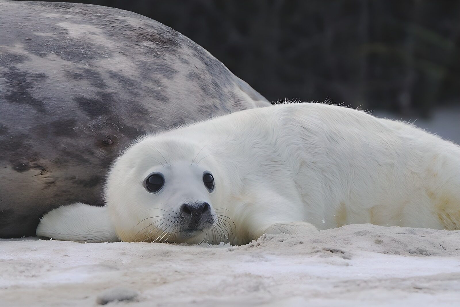 PDGIT6449670: Cucciolo di foca in dolce riposo