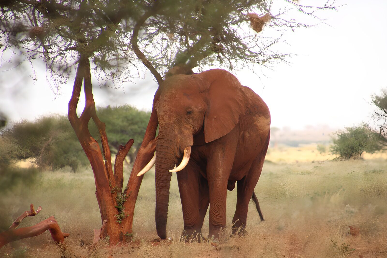 PDGIT4707592: Elefante accanto al tronco rossastro