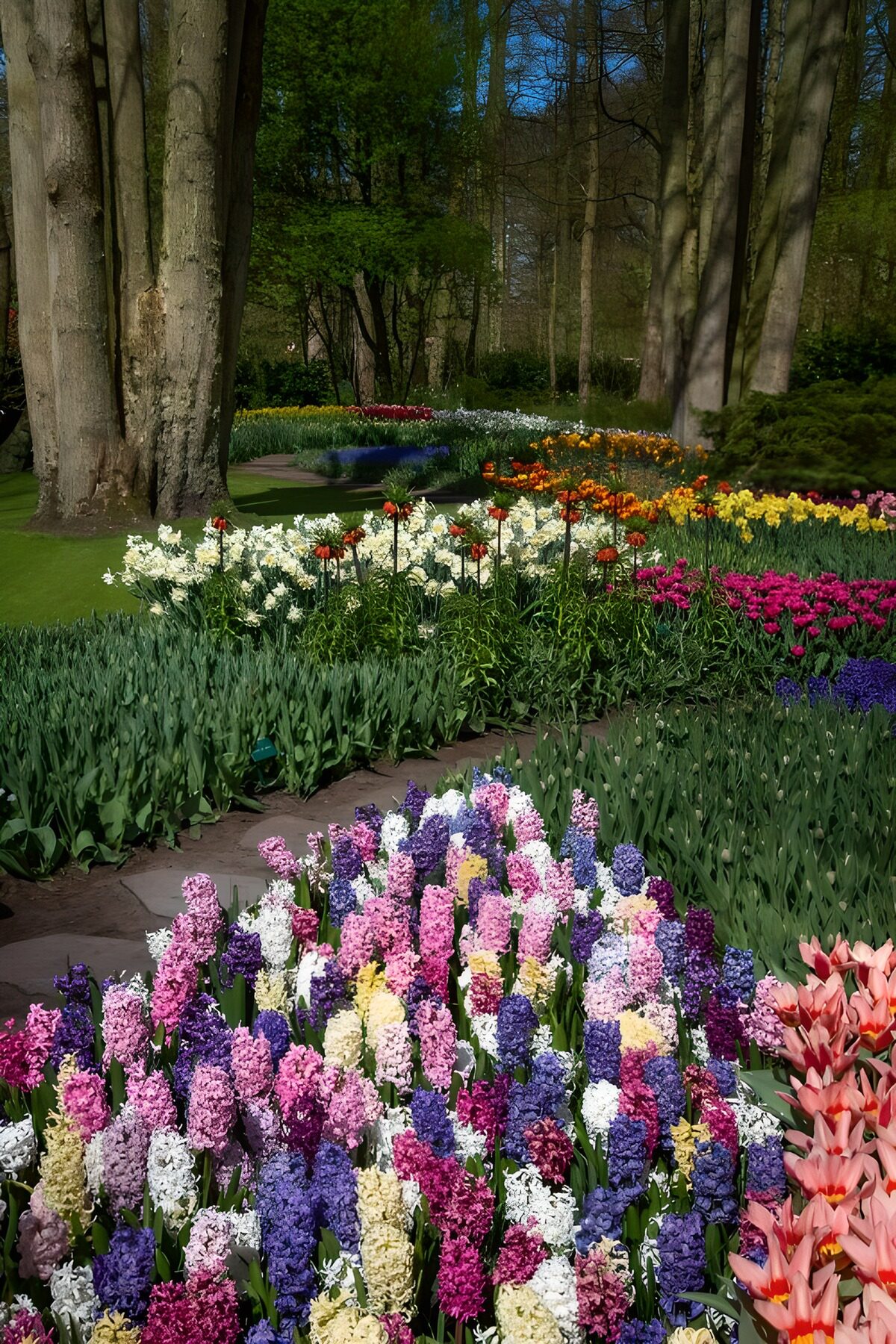 PDGIT1449251: Giacinti e tulipani al sole di primavera
