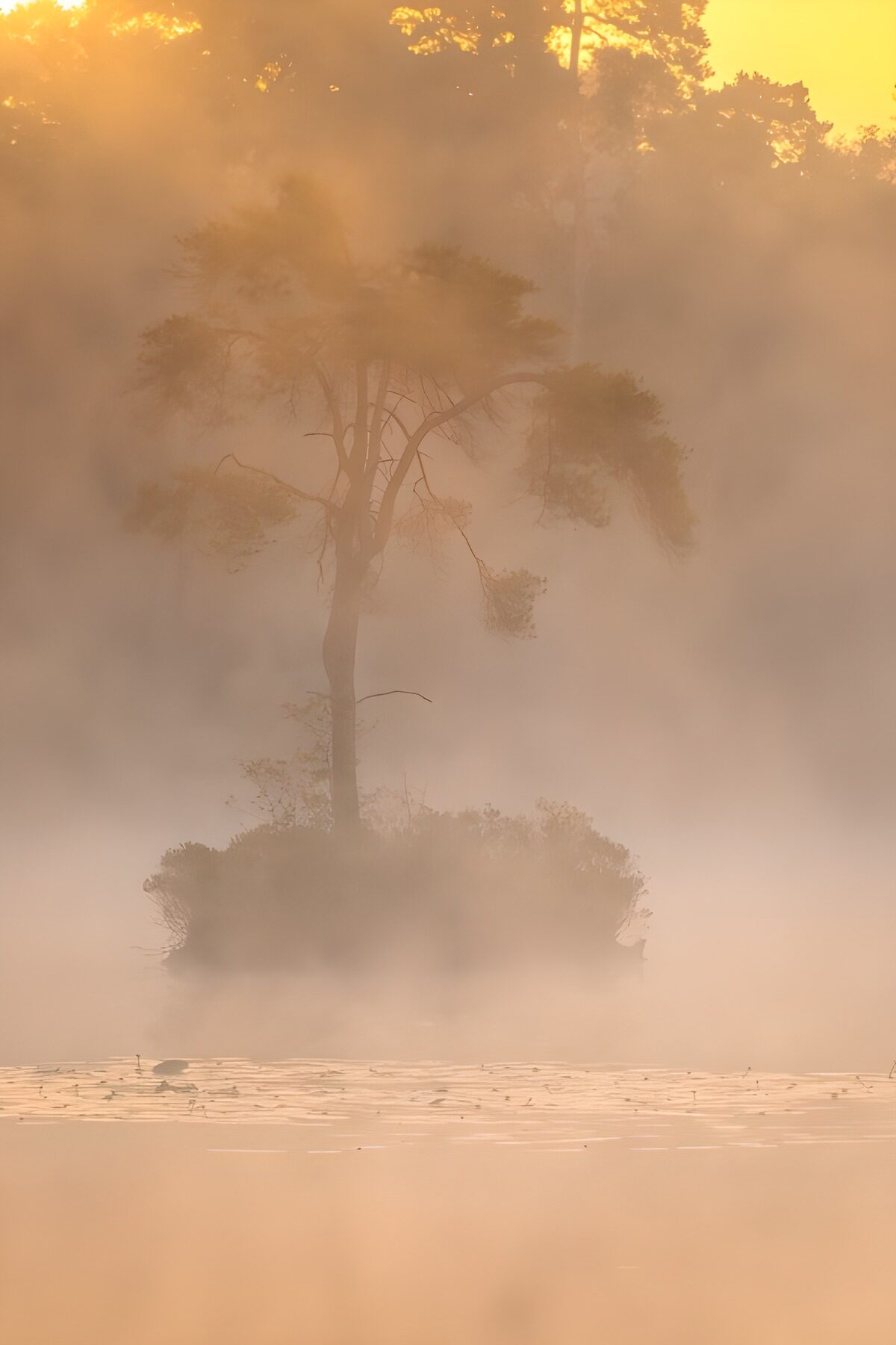 Albero solitario sull'isola nella nebbia