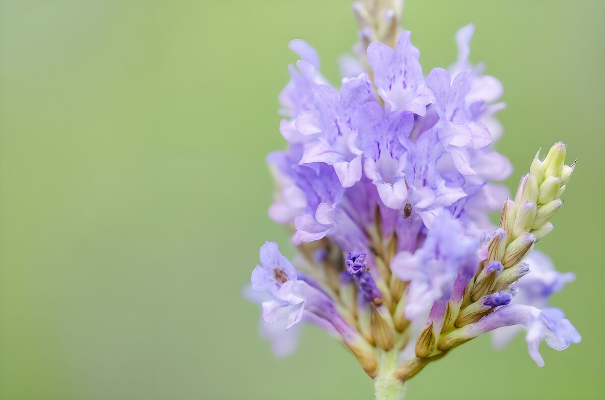 PDGIT4837724: Fiori lilla sul verde sfumato