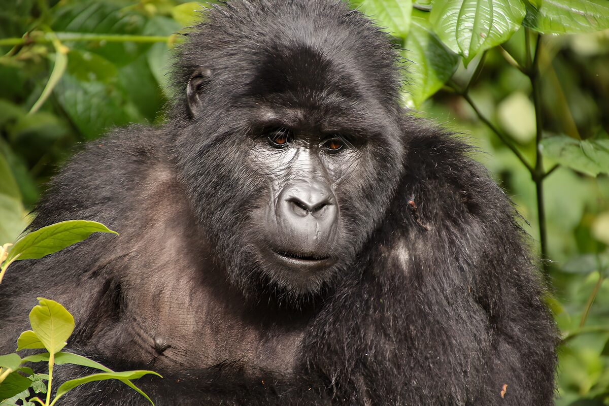 PDGIT8195141: Gorilla tra le foglie, sguardo vigile
