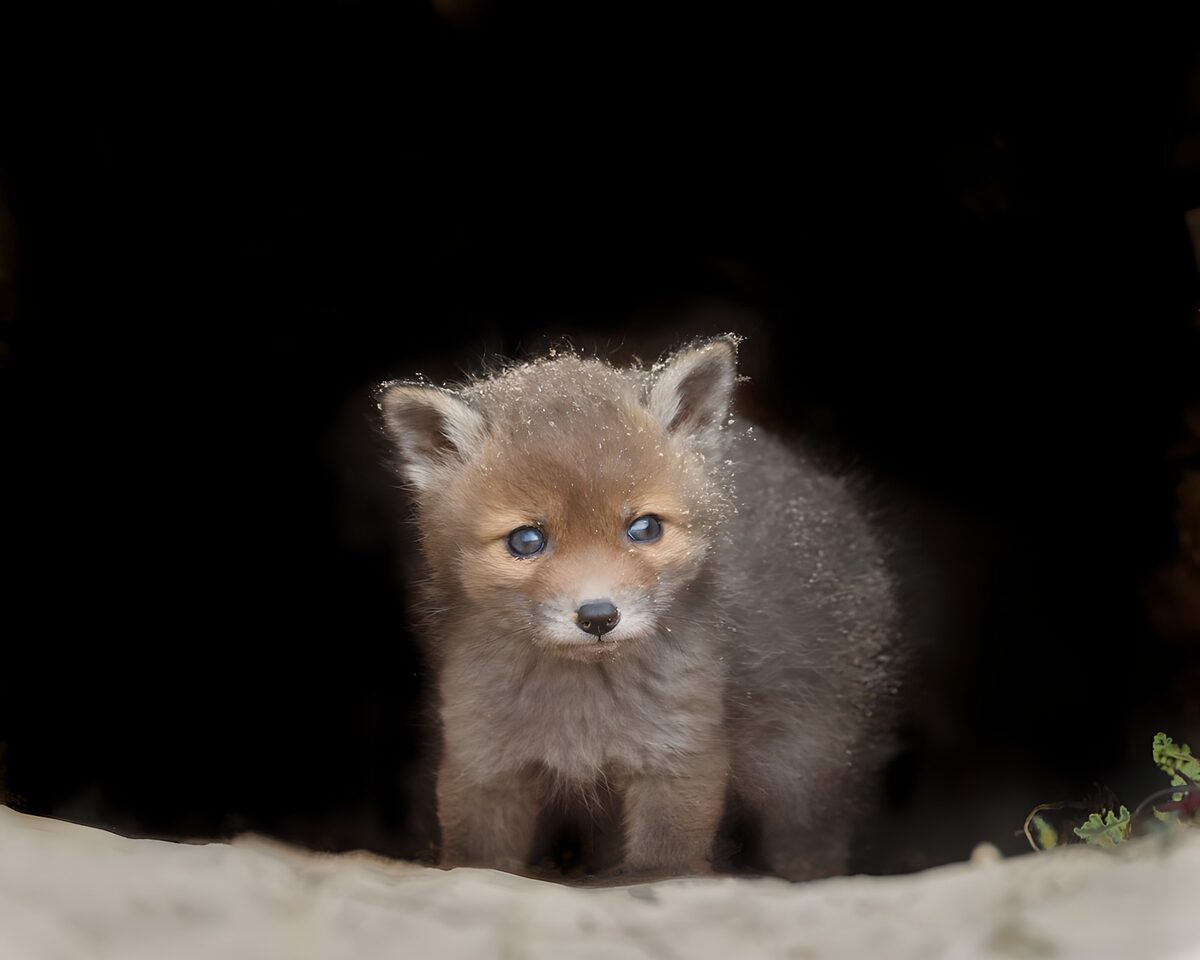 PDGIT7328285: Cucciolo di volpe all'ingresso della tana
