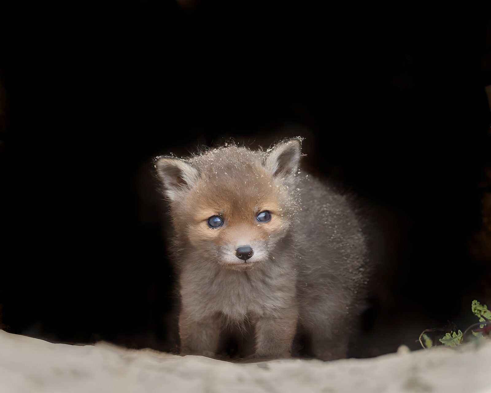 PDGIT7328285: Cucciolo di volpe all'ingresso della tana