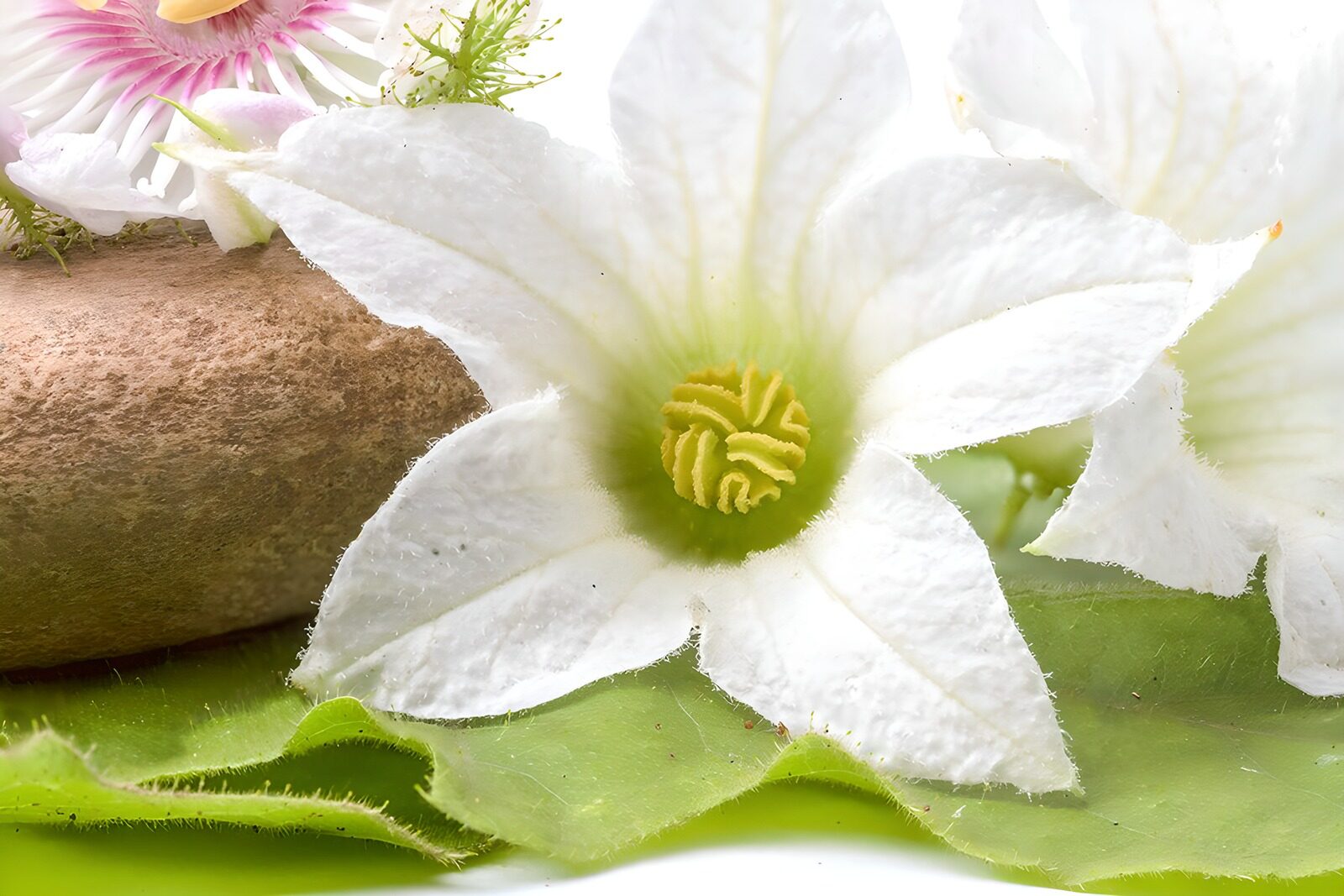 PDGIT8515311: Fiore bianco tra foglie e luce