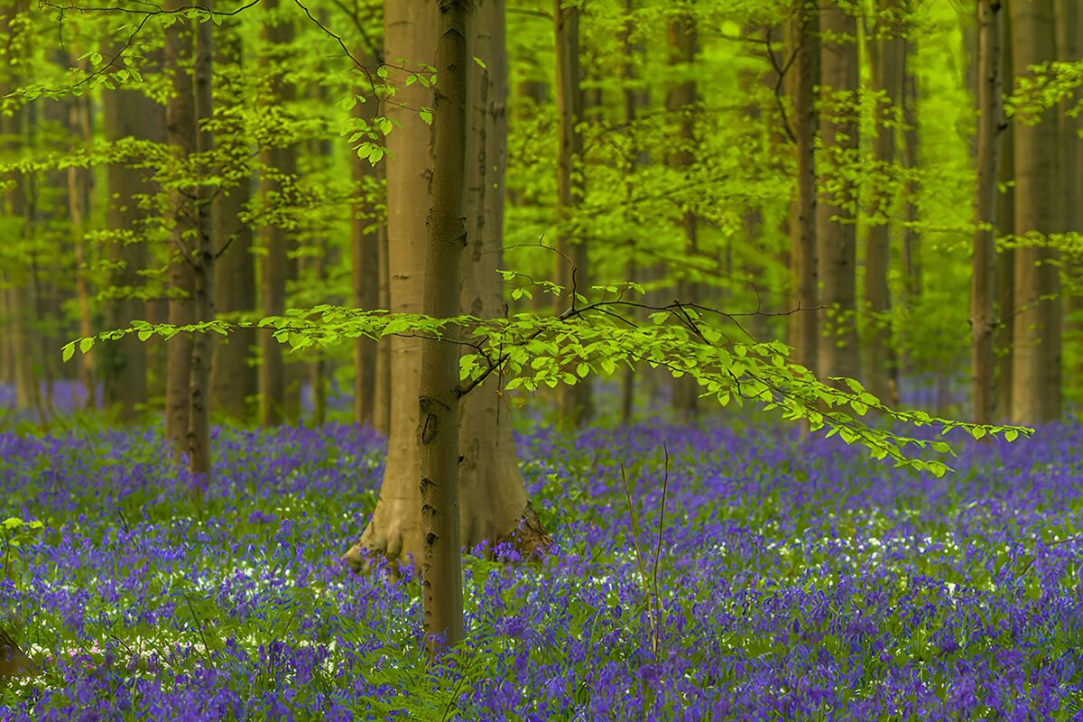 Bosco primaverile con un tappeto di fiori blu