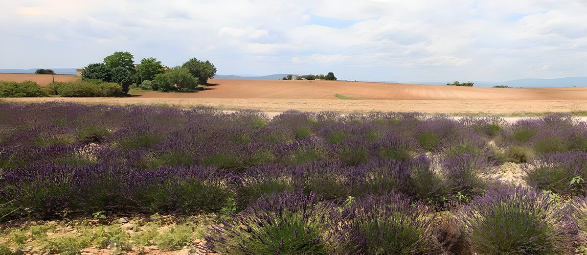 PDGIT3543741: Fiori viola e campi dorati d’estate