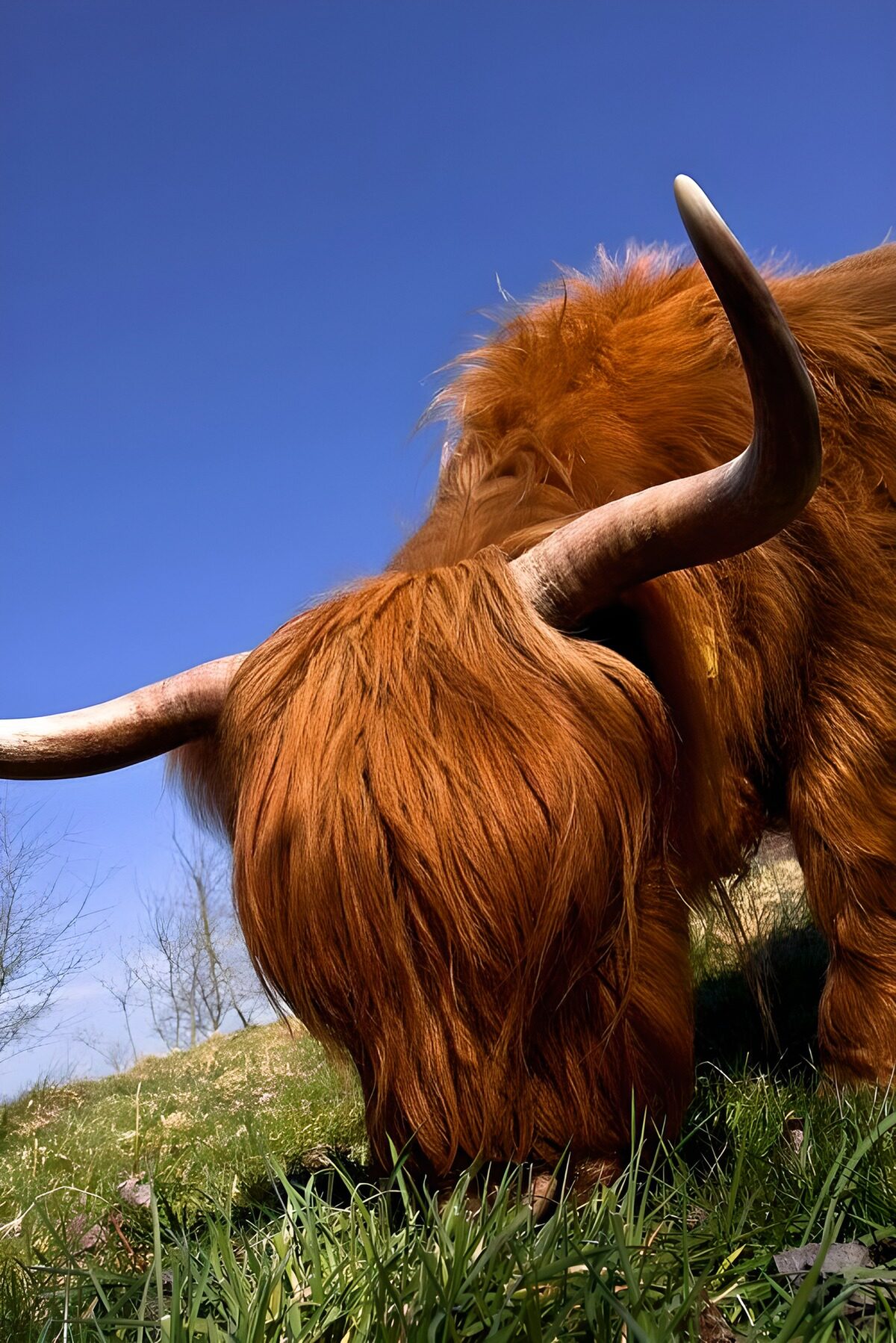 Mucca Highland al pascolo, vista da vicino