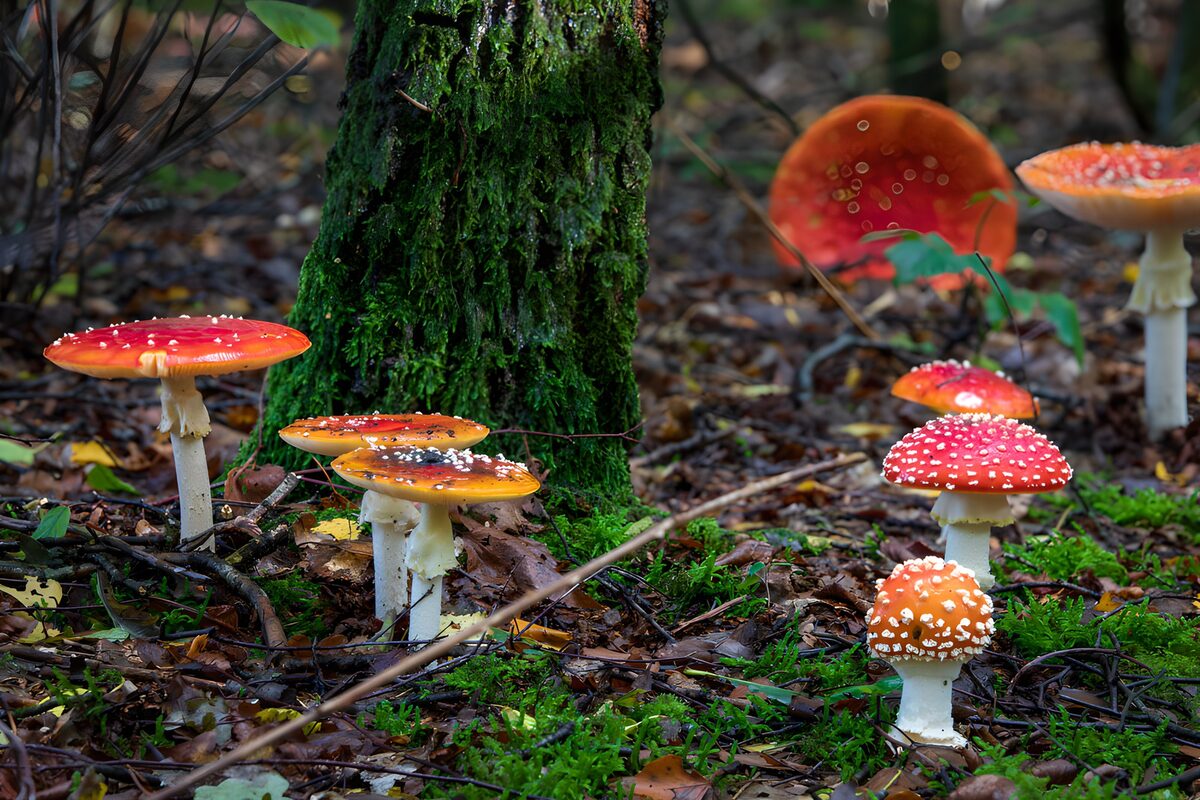 PDGIT2099999: Amanite rosse tra muschio e foglie