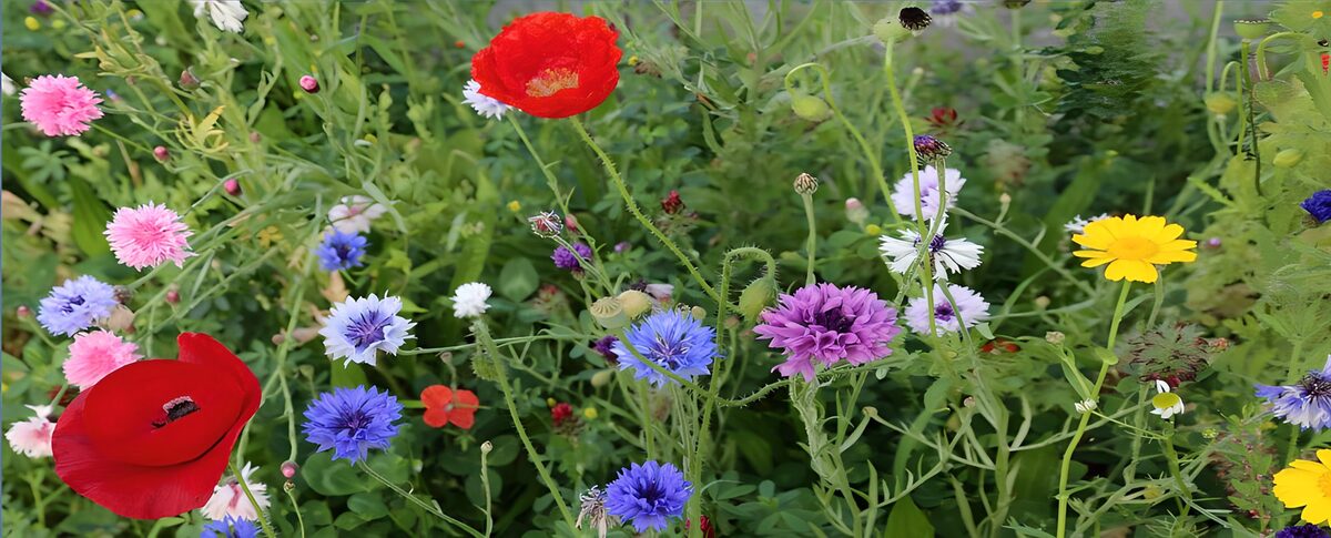 Papaveri rossi e fiordalisi a colori