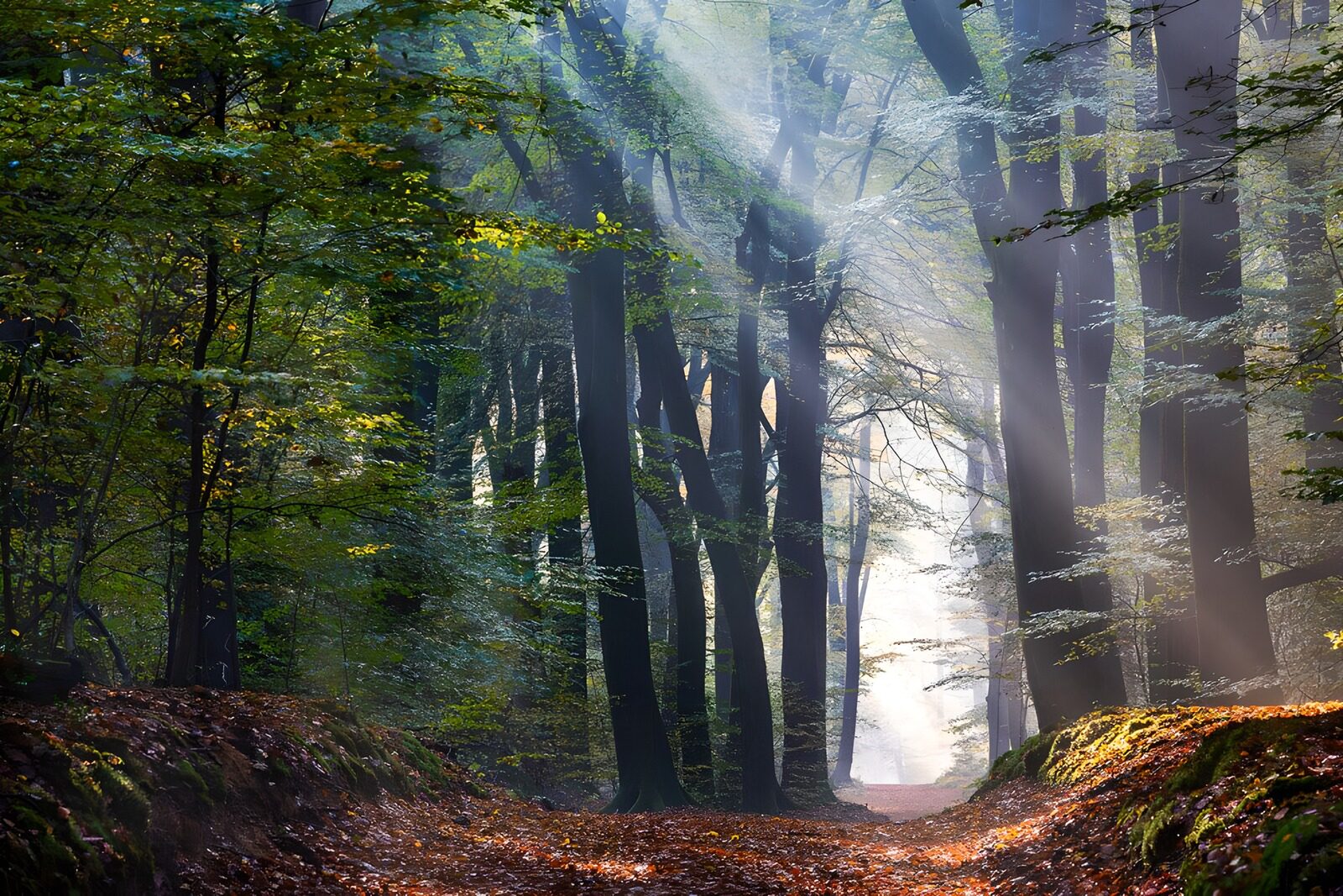PDGIT7733645: Sentiero nel bosco tra raggi e foschia