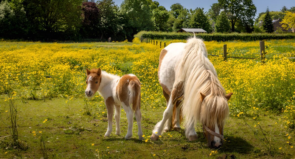 PDGIT1868019: Pony e puledro tra i fiori gialli
