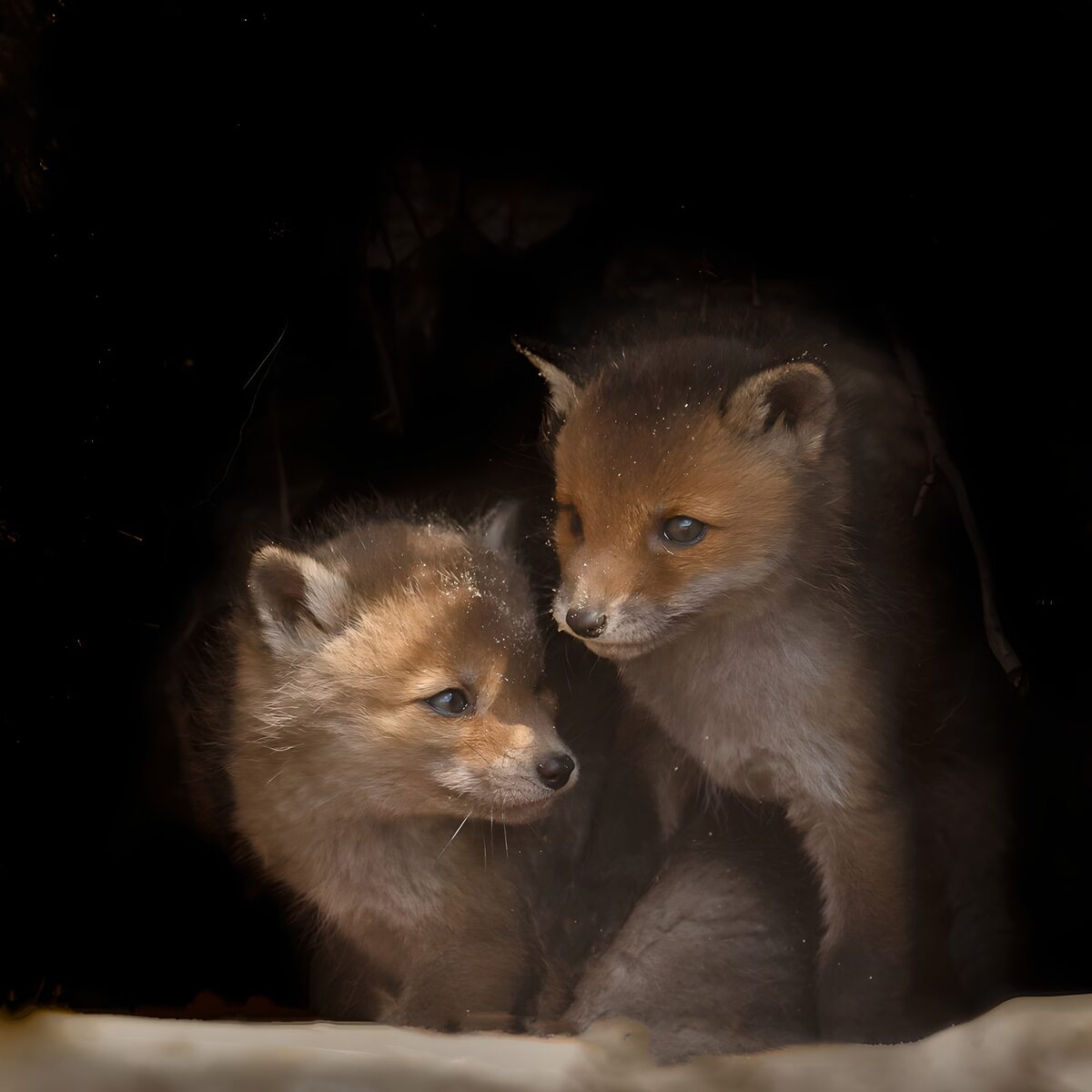 PDGIT8904975: Due cuccioli di volpe stretti vicini
