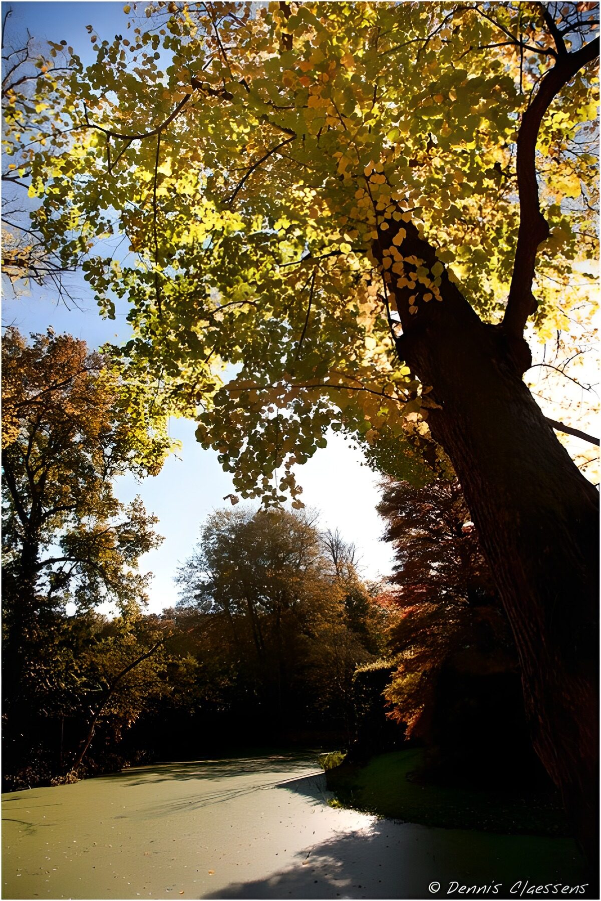 PDGIT3579216: Stagno d’autunno tra luce e ombra