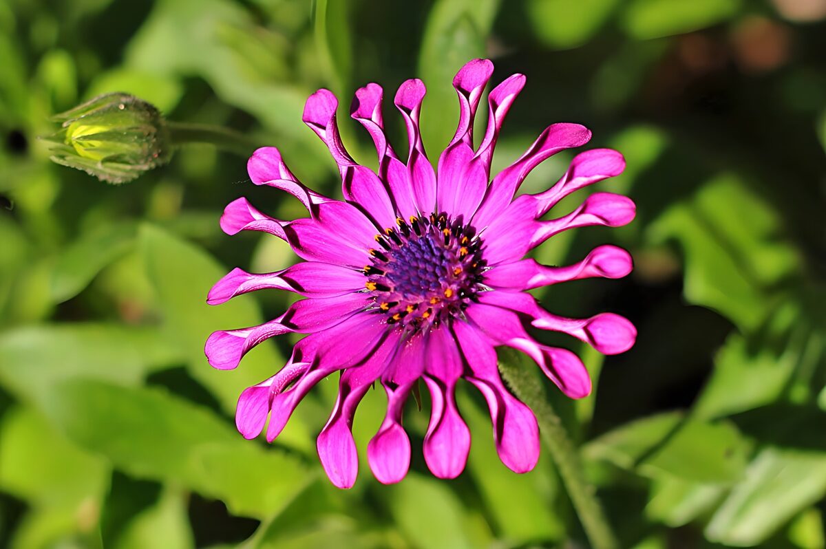 Margherita africana rosa in primo piano