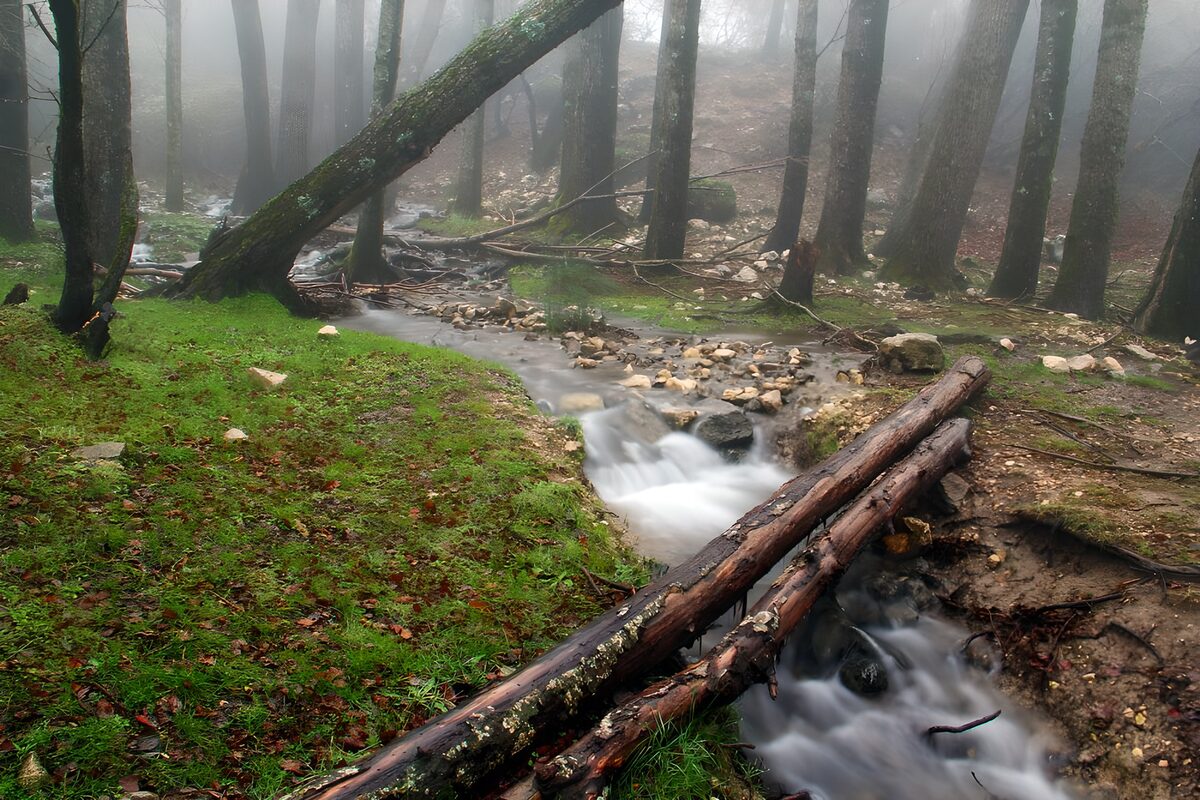 PDGIT4803615: Ruscello tra i tronchi nella nebbia
