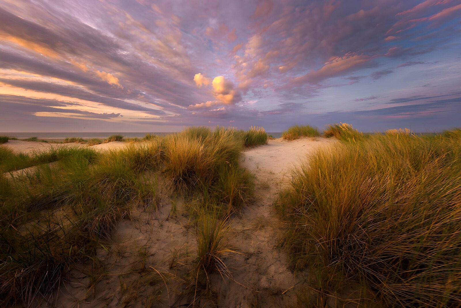 PDGIT1144005: Dune ed erba nella luce del tramonto