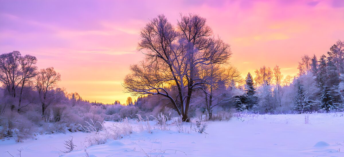 PDGIT5320691: Albero nella neve sotto un cielo rosa