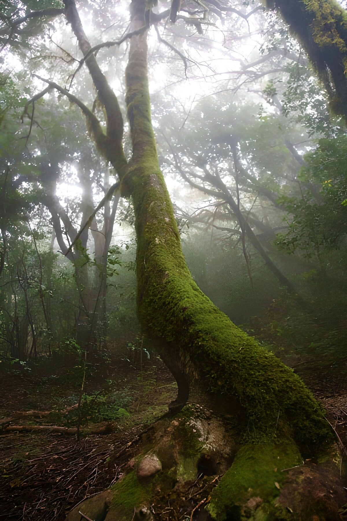Albero ricurvo nel bosco nebbioso