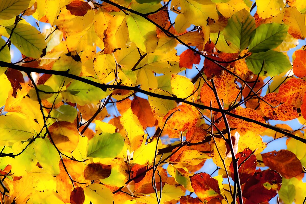 PDGIT5848723: Foglie d’autunno accese dal sole