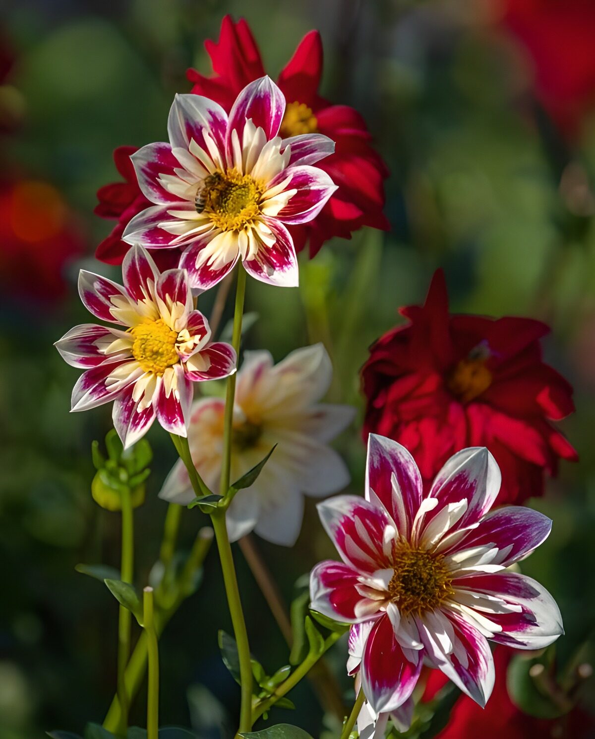 PDGIT7818807: Dalie rosa e bianche al sole