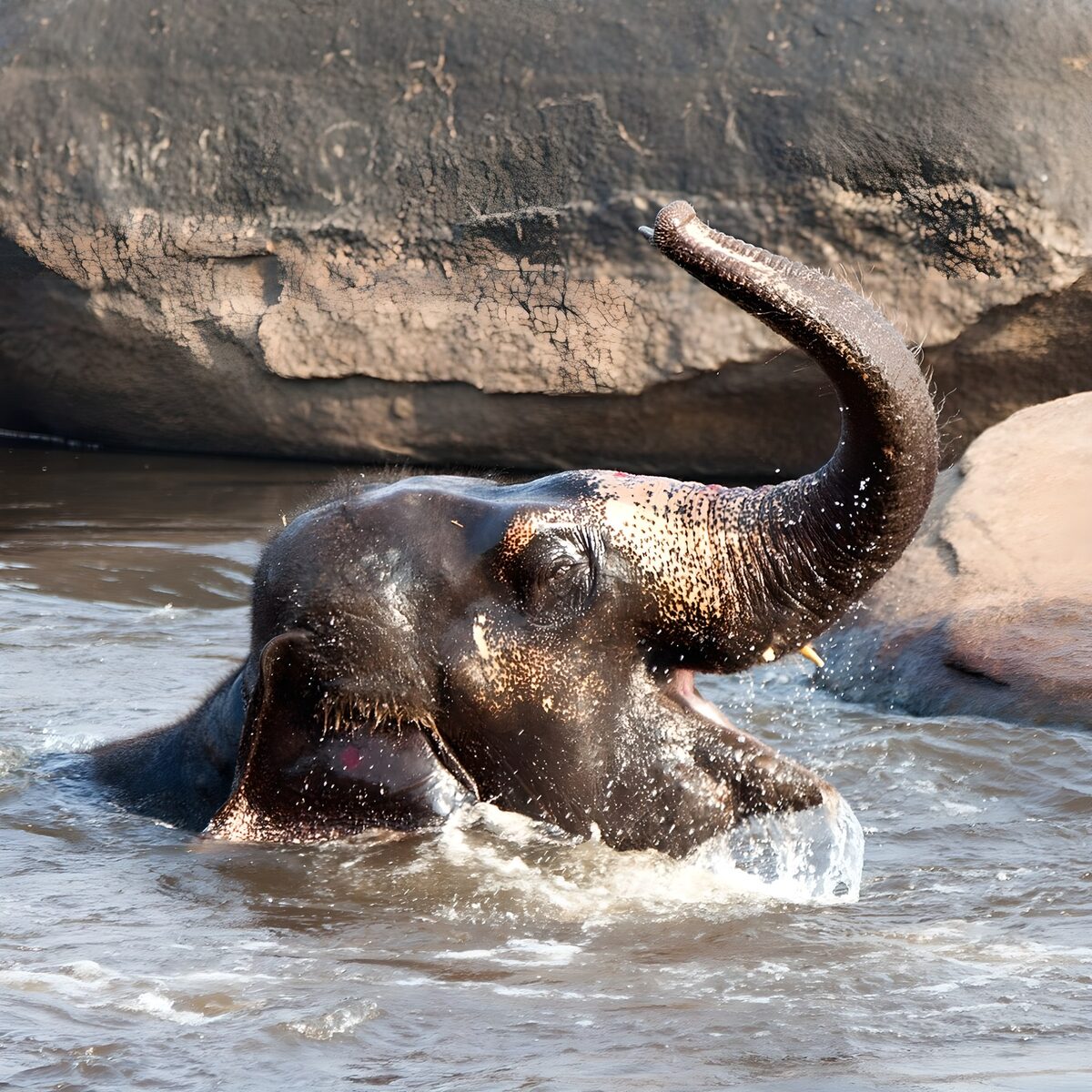 PDGIT4854119: Elefante al bagno tra spruzzi e rocce