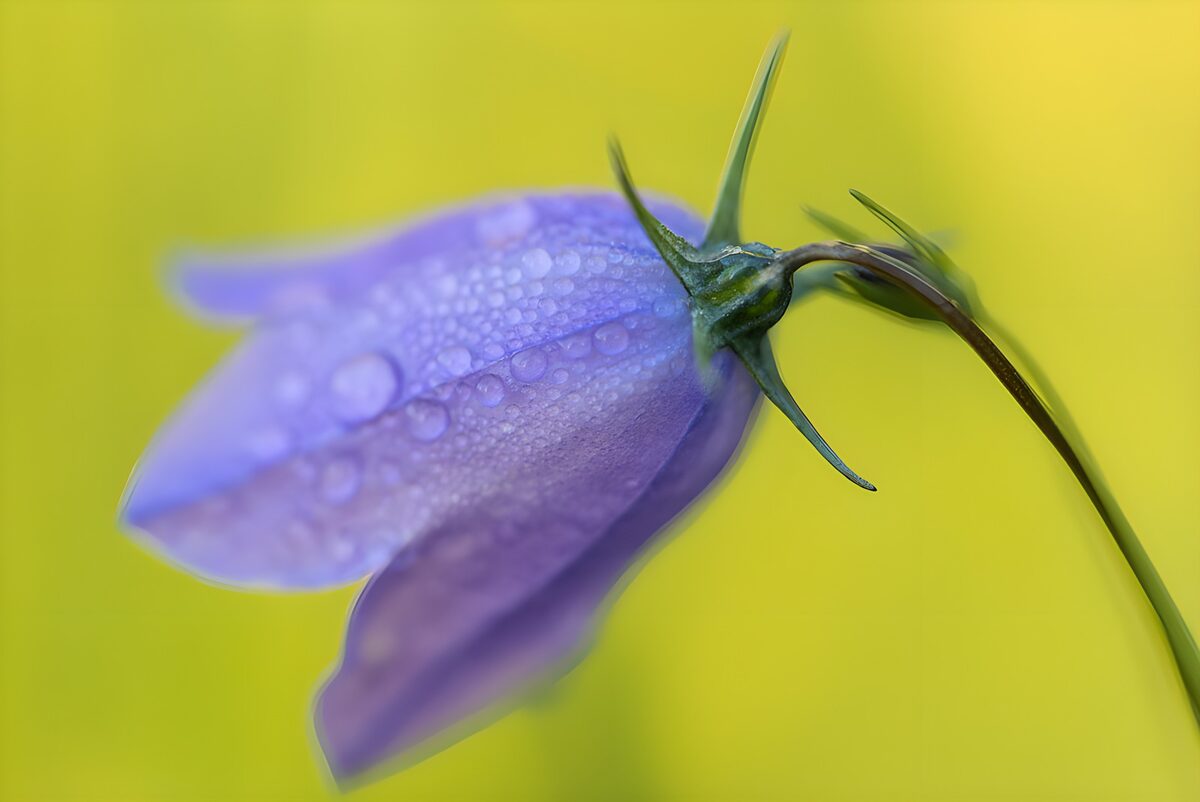 PDGIT3123867: Fiore viola, gocce di freschezza