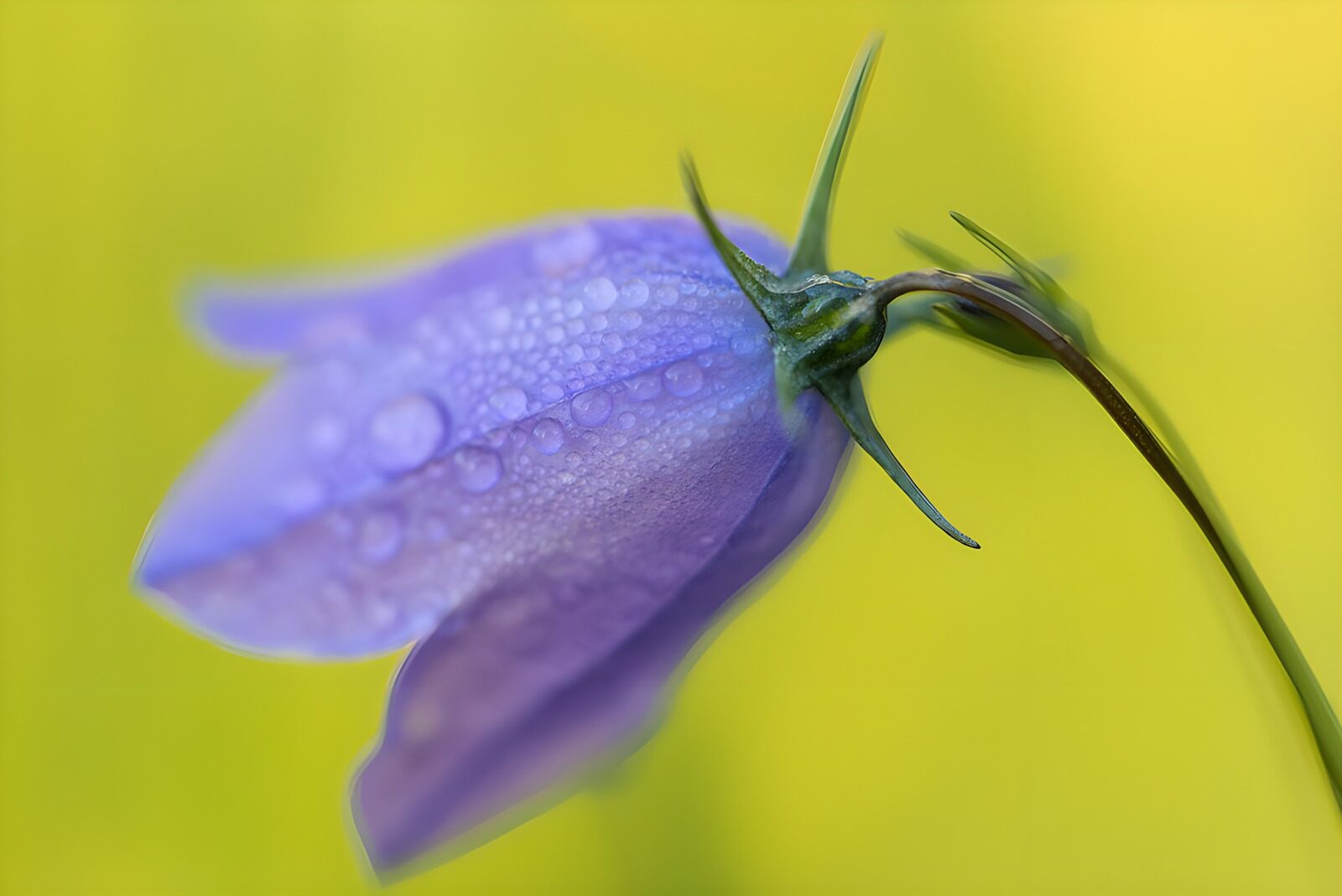 PDGIT3123867: Fiore viola, gocce di freschezza