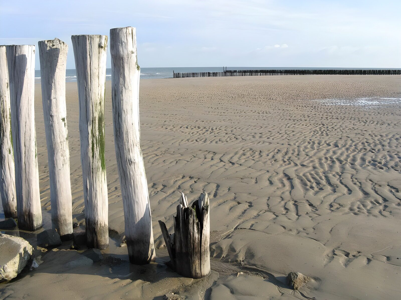 PDGIT5042371: Pali di legno sulla spiaggia in bassa marea