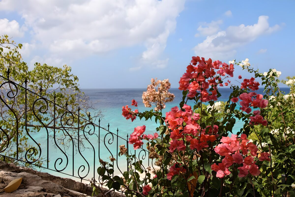 PDGIT2859324: Bougainvillea rosa sul mare turchese