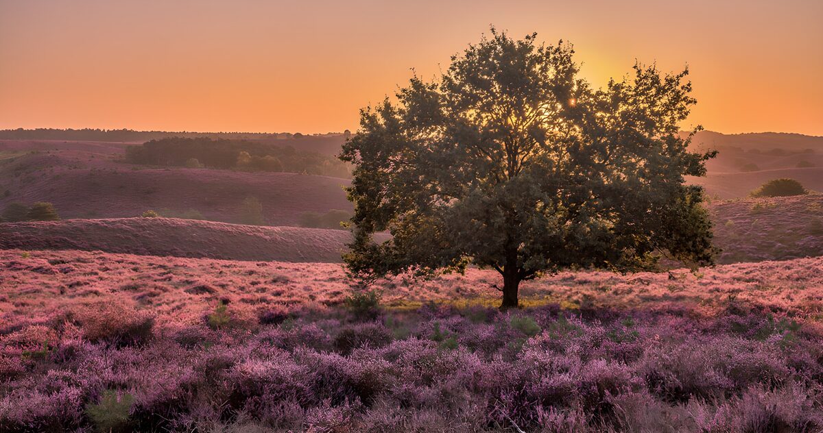 PDGIT6880275: Albero ed erica viola al tramonto