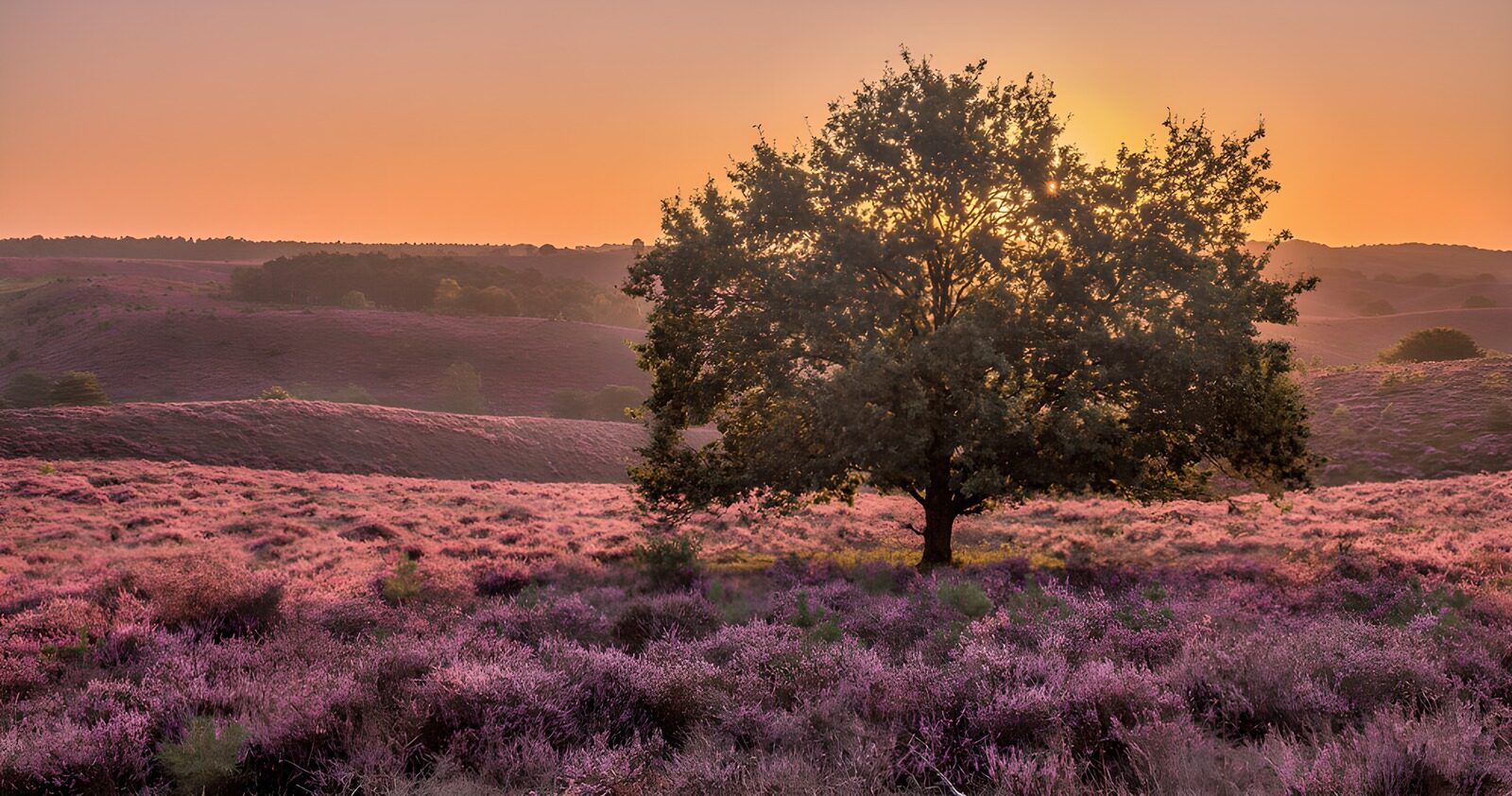 PDGIT6880275: Albero ed erica viola al tramonto