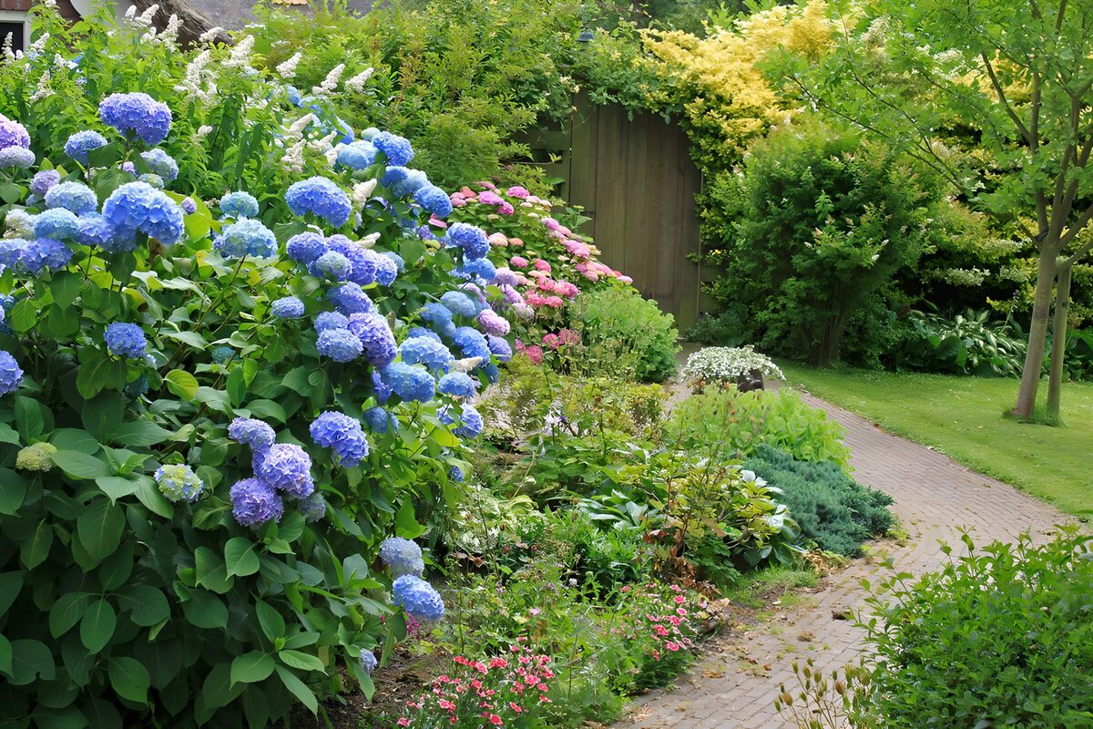 PDGIT2351222: Ortensie blu e un sentiero nel verde