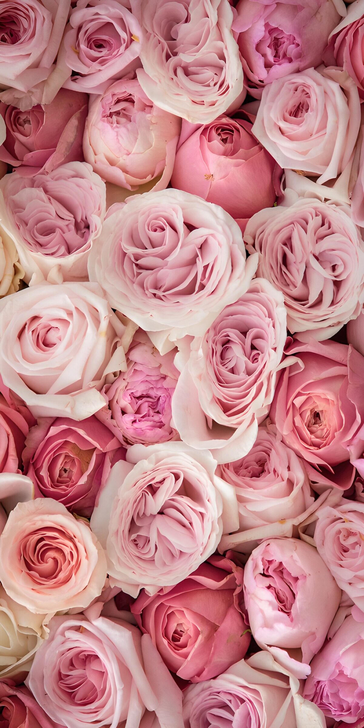 PDGIT3687959: Rose rosa in un morbido primo piano