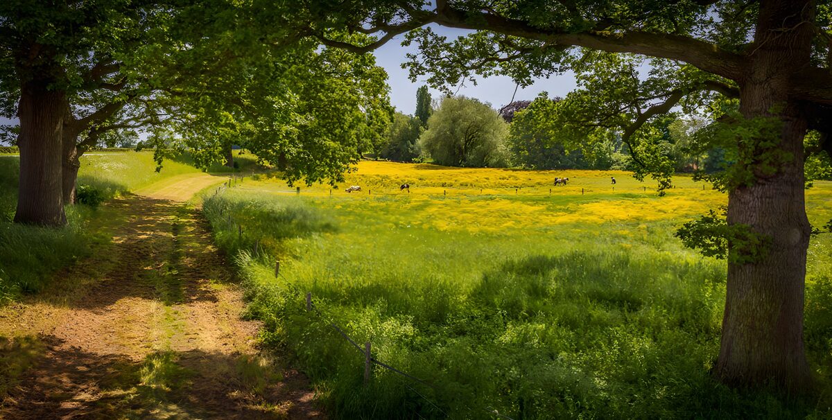 PDGIT6442654: Prato al sole tra due grandi alberi