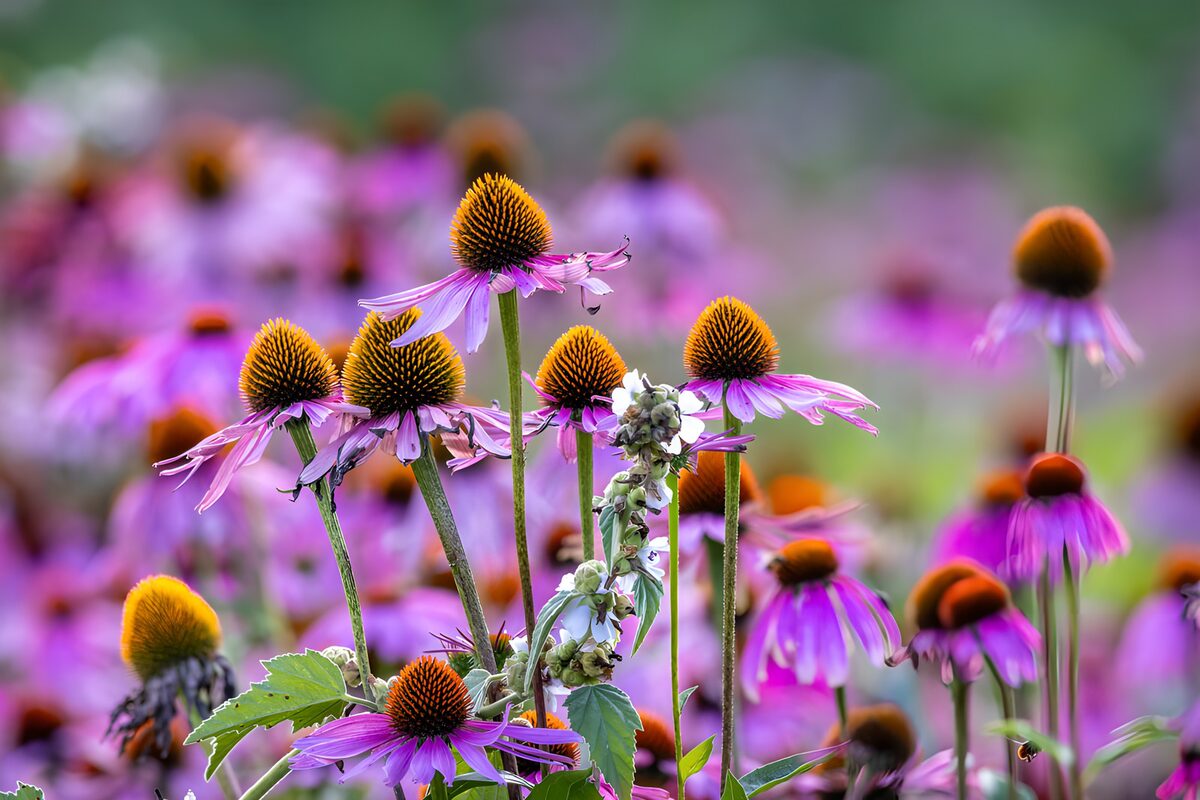 PDGIT4347064: Echinacee rosa e viola nella luce estiva
