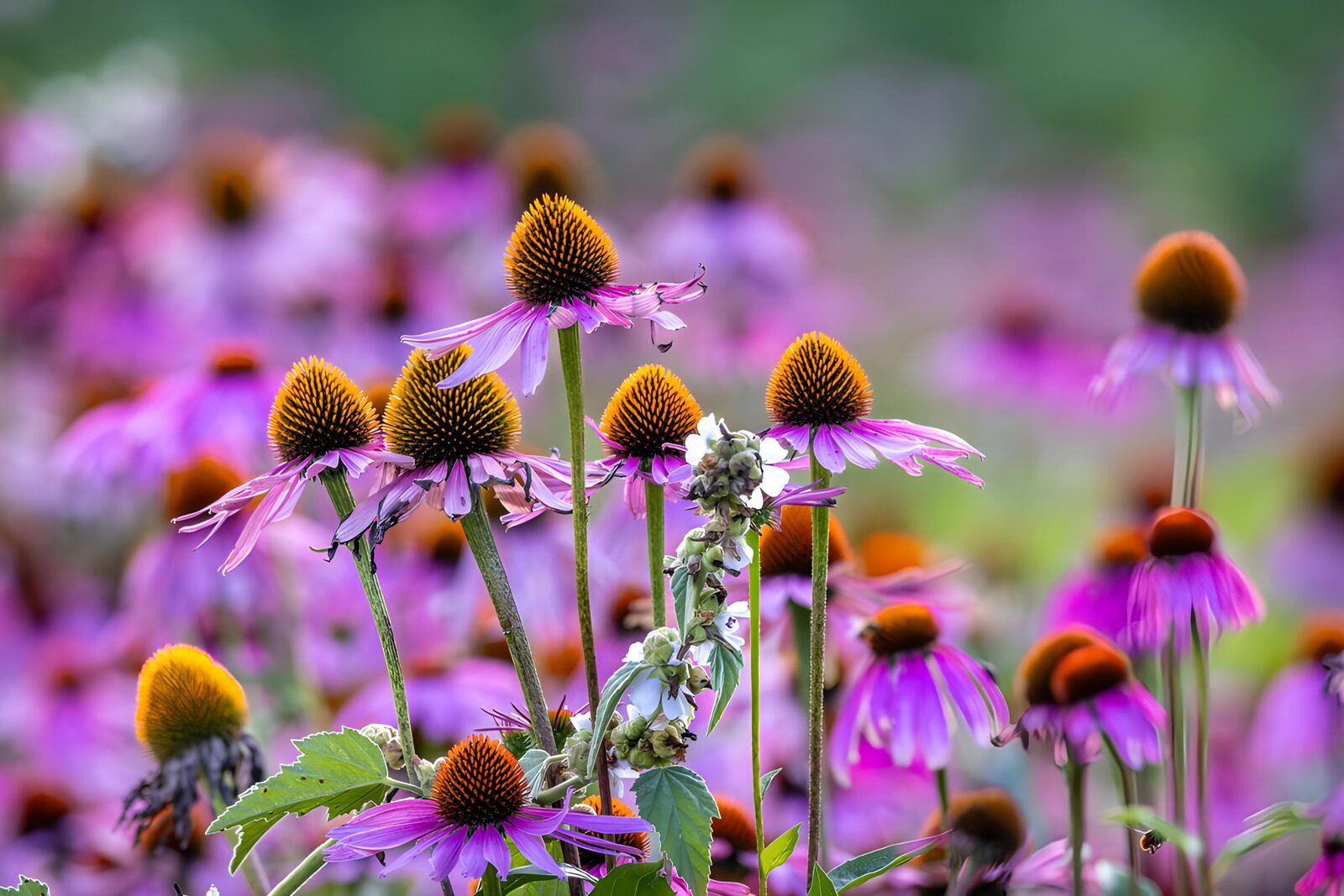 PDGIT4347064: Echinacee rosa e viola nella luce estiva