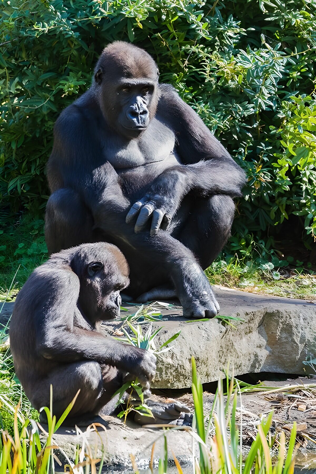 PDGIT2884127: Due gorilla seduti tra rocce e foglie