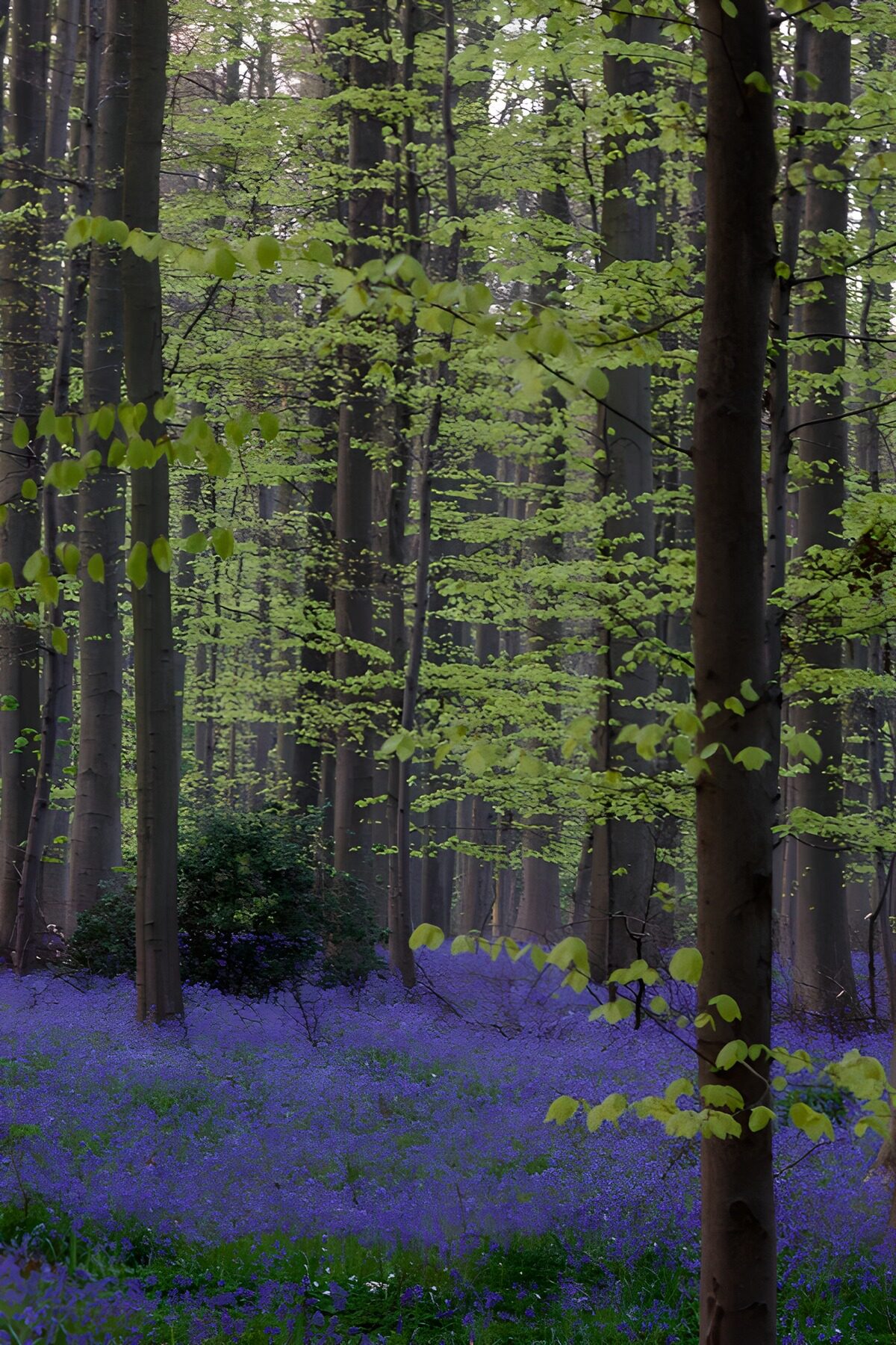 PDGIT2945565: Faggi e fiori viola nella luce di primavera