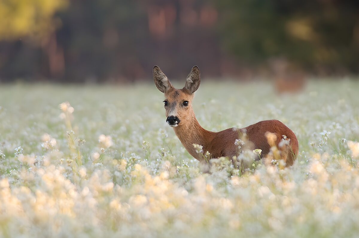 PDGIT8246062: Capriolo tra i fiori, sguardo attento