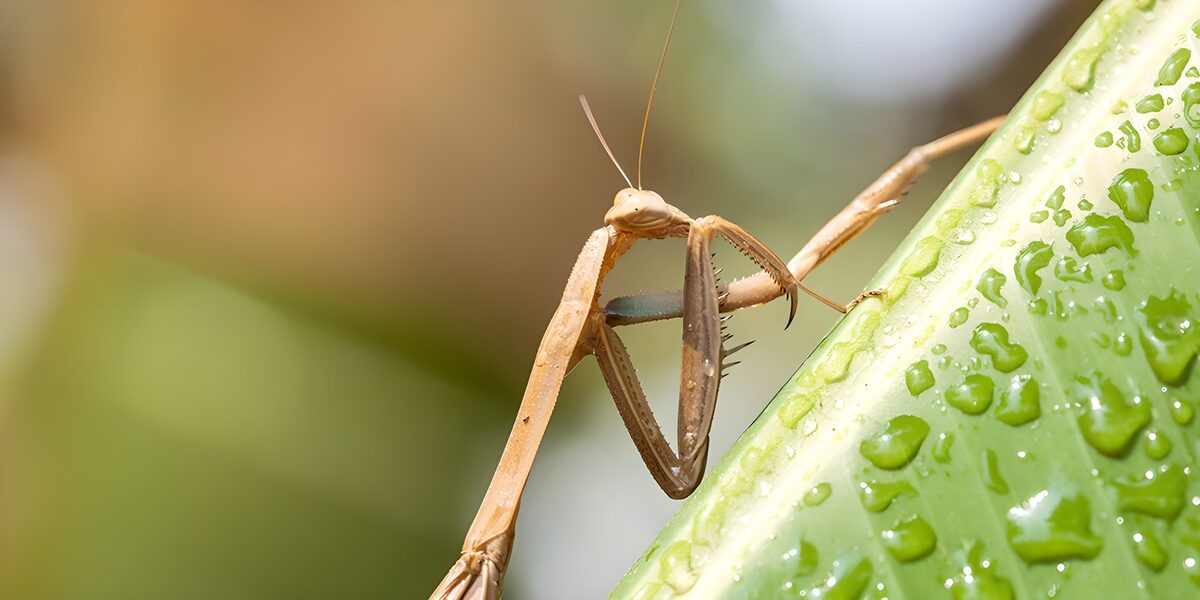 PDGIT8280638: Mantide marrone accanto a una foglia verde