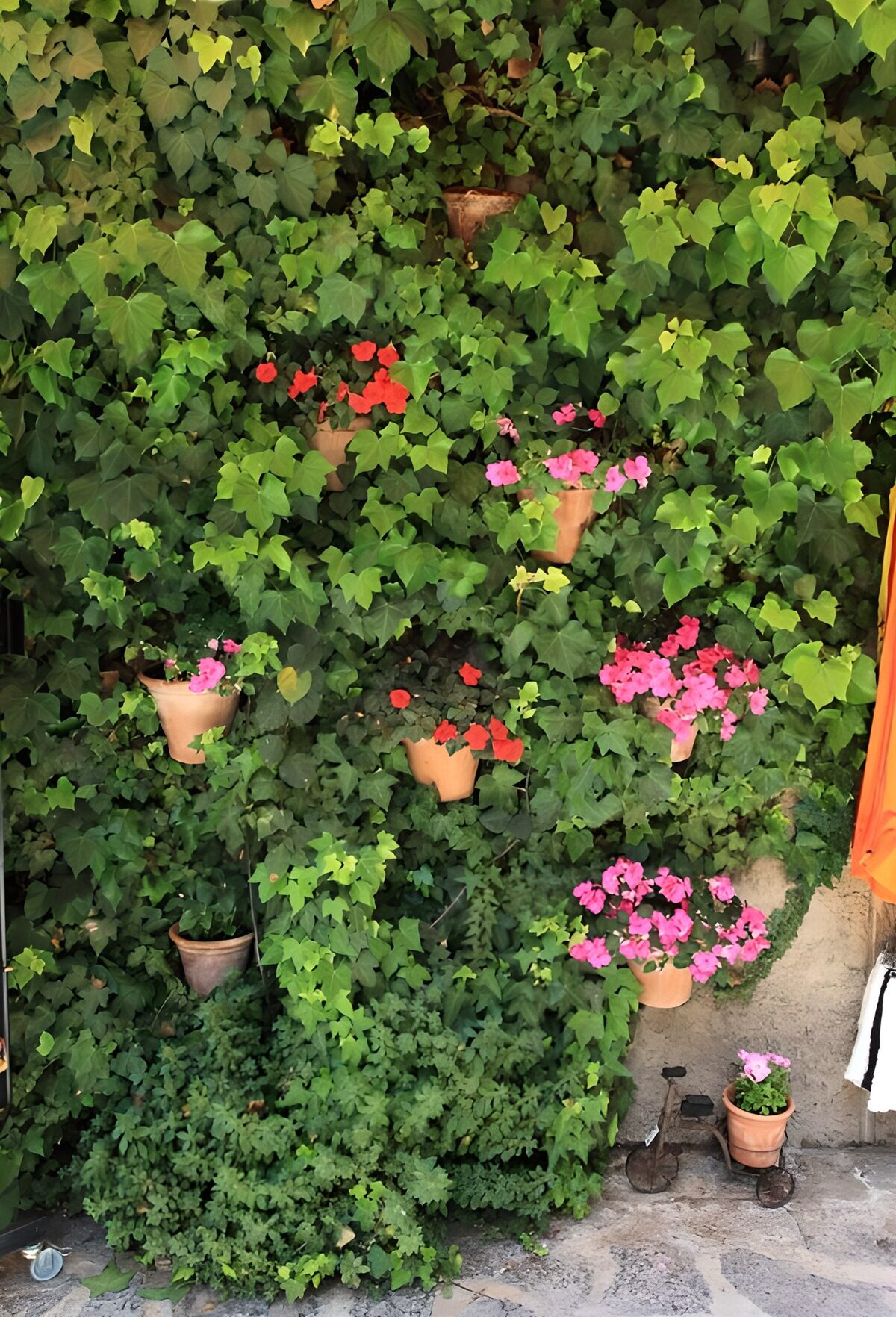 PDGIT5909359: Edera e vasi di terracotta in fiore