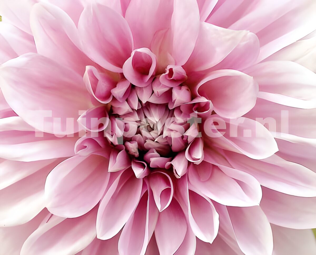 Dalia rosa, morbido primo piano