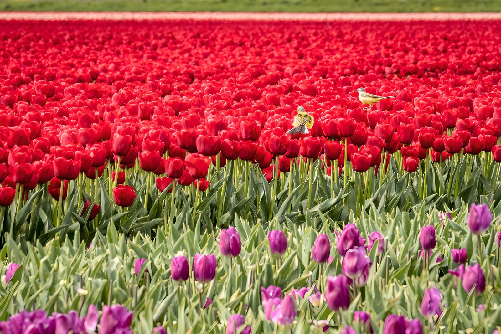 PDGIT2324613: Tulipani rossi e viola con due uccellini