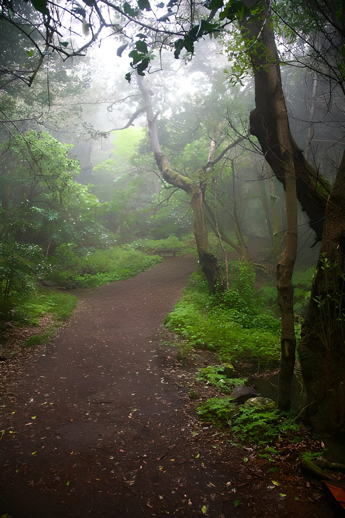 PDGIT8007349: Sentiero nel bosco tra verde e nebbia