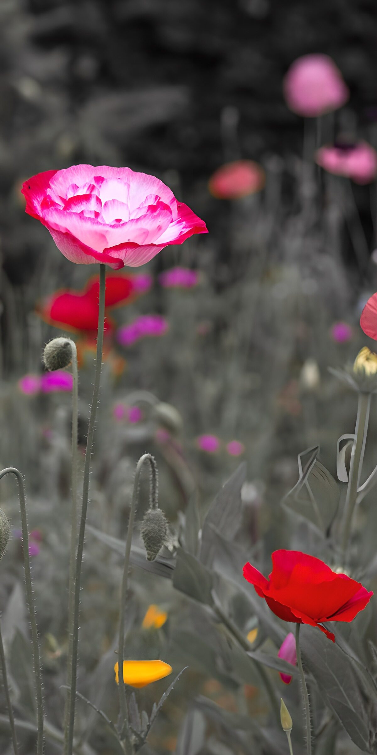 PDGIT5173379: Papaveri rosa e rossi tra foglie grigie