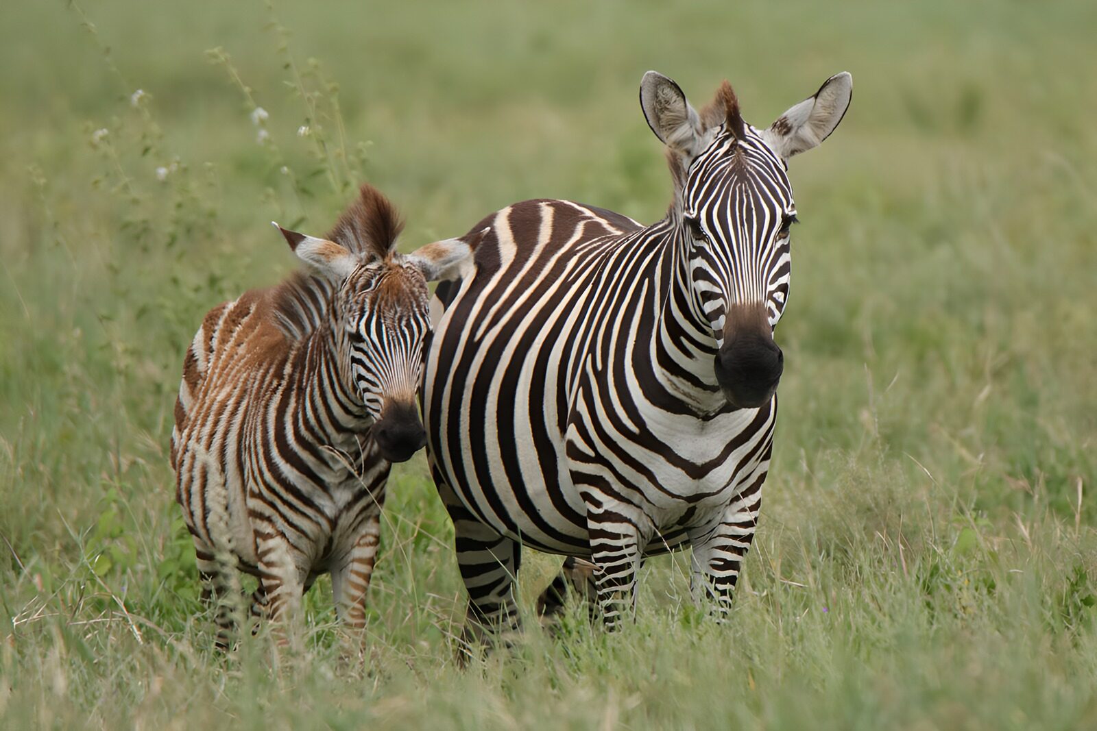 PDGIT5191249: Zebra e puledro vicini tra l’erba
